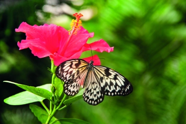 Pantropica; Vlinder